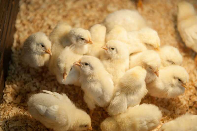 Holde kyllinger kjølig i varmt vær: Slik holder du kyllinger kjølig