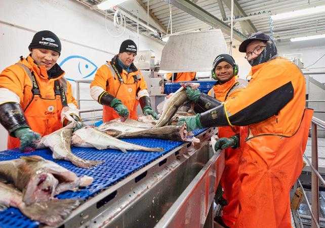 Skipjack tunfisk: egenskaper, kosthold, avl og bruk