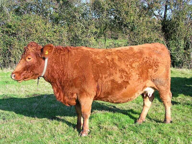 South Devon Cattle - Komplette rasefunksjoner, bruksområder og informasjon
