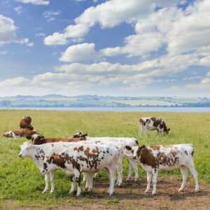 Ayrshire storfe: egenskaper, bruksområder, opprinnelse og produksjon av melk