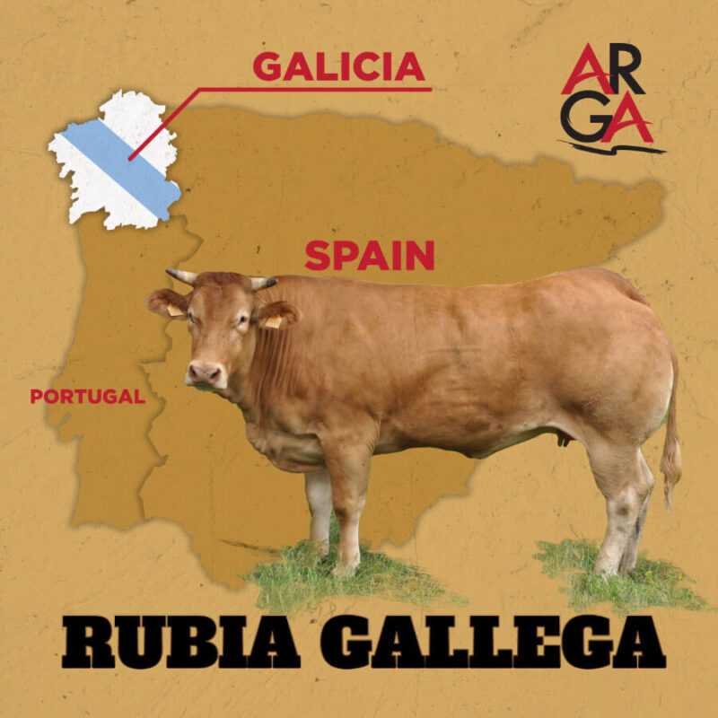 Galicisk Rubia storfe: raseegenskaper og informasjon