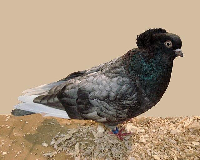 Komorner Tumbler Pigeon: raseegenskaper og informasjon