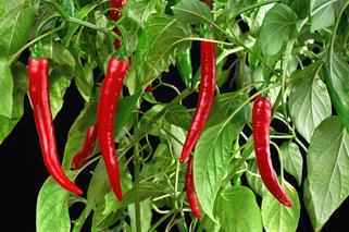 Przykładowy biznesplan dotyczący uprawy papryki chili