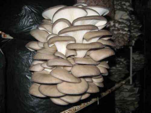 Przykładowy biznesplan dotyczący uprawy grzybów