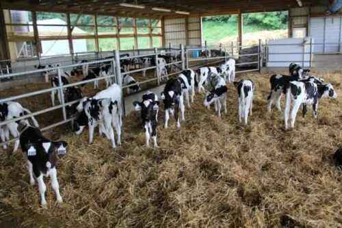 Przykładowy biznesplan dotyczący hodowli bydła mlecznego