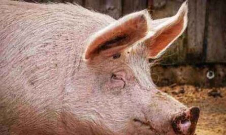 Czy hodowla świń jest opłacalna?  Ustalone fakty
