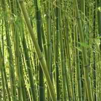 Jak rozpocząć działalność związaną z uprawą bambusa