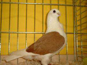 Aachen Lacquer Shield Owl Pigeon: charakterystyka i informacje o rasie