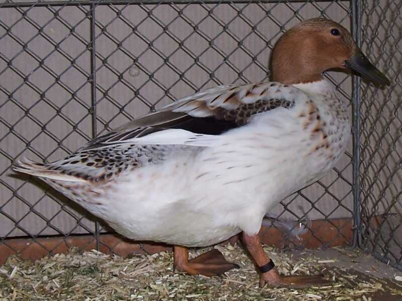 Abacot Ranger Duck: charakterystyka, zastosowania i pełne informacje o rasie