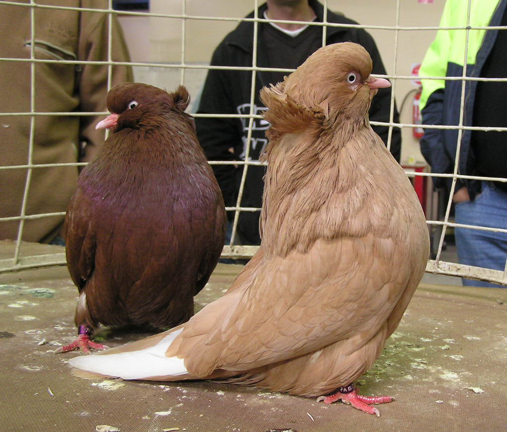 American Domestic Show Flight Pigeon: charakterystyka i informacje