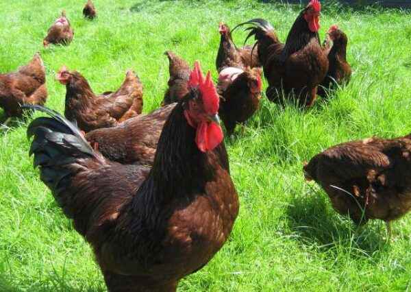 Amerykańskie rasy drobiu: rasy kurczaka hodowane w Ameryce
