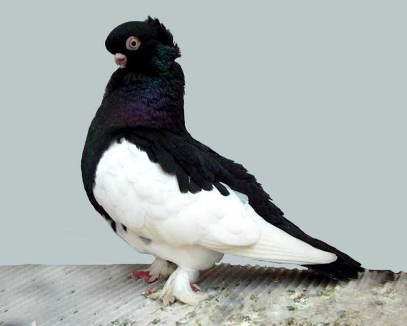 Ancient Tumbler Pigeon: charakterystyka, zastosowania i informacje o rasie