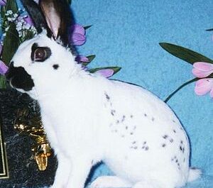 Angielski Spot Rabbit: charakterystyka, zastosowania i pełne informacje o rasie
