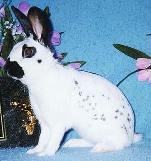 Angielski Spot Rabbit: charakterystyka, zastosowania i pełne informacje o rasie