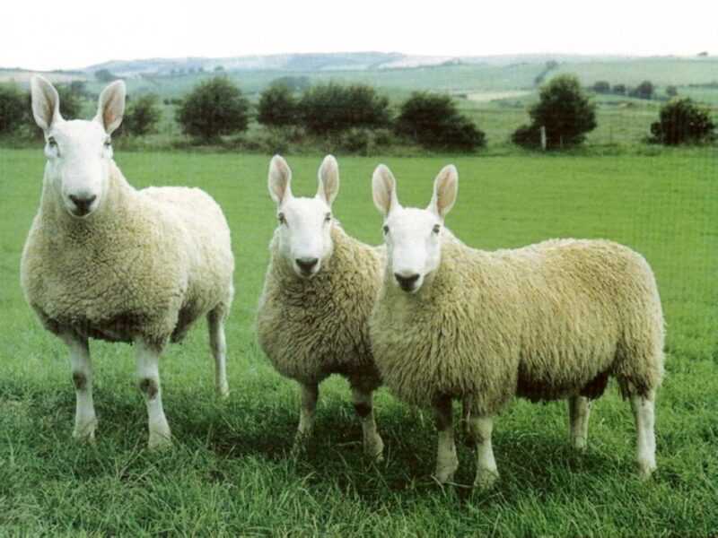 Angielskie owce Leicester: charakterystyka, zastosowania i informacje o rasie