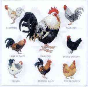 Angielskie rasy drobiu: rodzaje kurczaków hodowanych w angielskim świecie