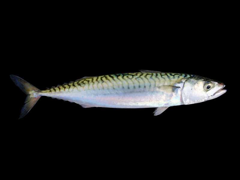 Atlantycka ryba makrela: charakterystyka, dieta, hodowla i zastosowania
