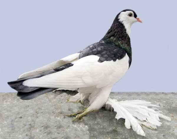 Australian Saddleback Tumbler Pigeon: charakterystyka i zastosowania