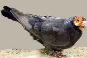 Barb Pigeon: charakterystyka, pochodzenie, zastosowania i informacje o rasie