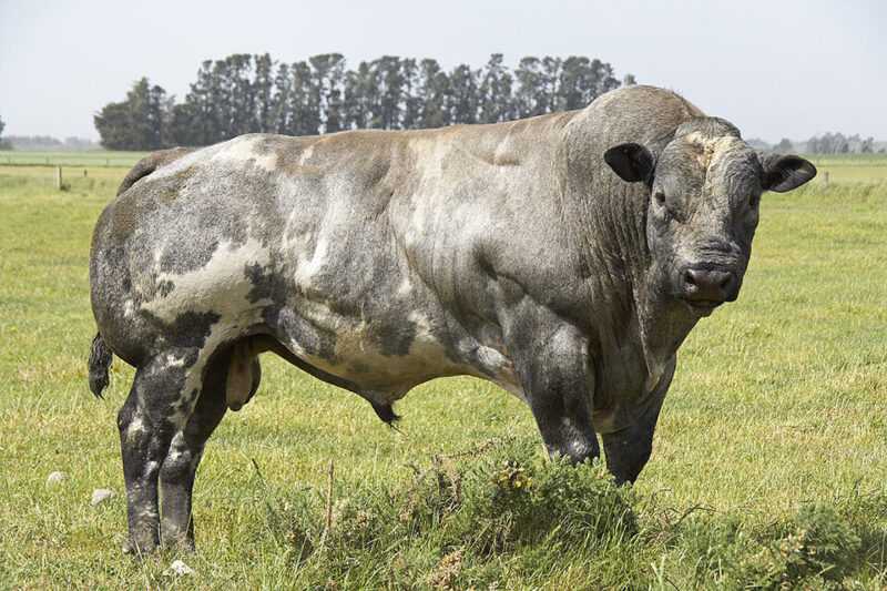 Belgijska hodowla bydła niebieskiego: biznesowy plan startowy dla początkujących