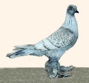 Berlin Long Faced Tumbler Pigeon: informacje o wyglądzie i rasie