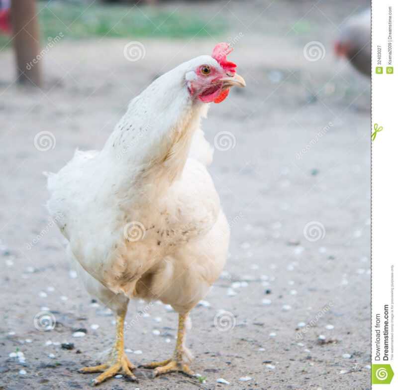 Biały kurczak z Rhode Island: charakterystyka i pełne informacje o rasie
