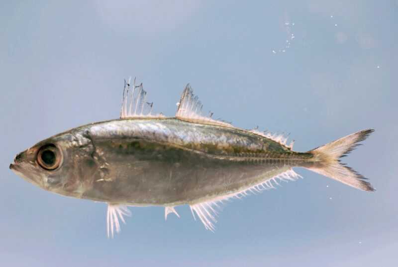 Bigeye Scad Fish: charakterystyka, dieta, hodowla i zastosowania