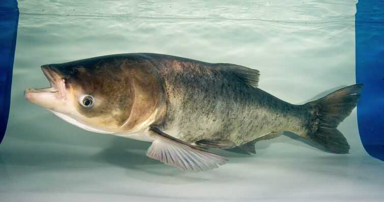 Bighead Carp Fish: charakterystyka, żywienie i hodowla