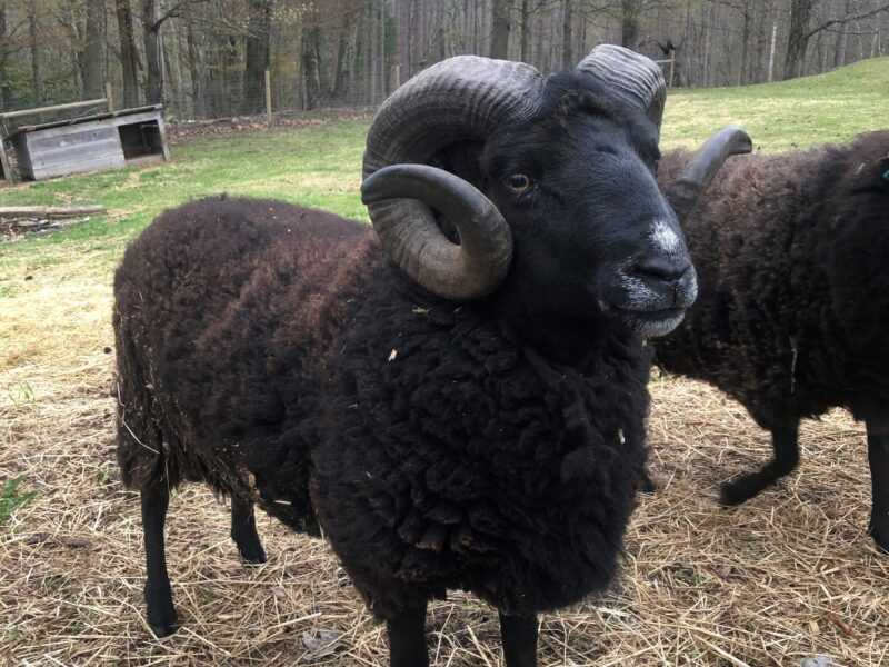 Black Welsh Mountain Sheep: charakterystyka i informacje o rasie