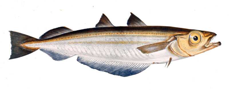 Blue Whiting Fish: charakterystyka, dieta, hodowla i zastosowania