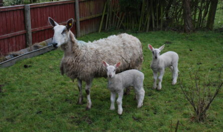 Bluefaced Leicester Sheep: charakterystyka, zastosowania i informacje o rasie