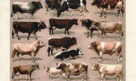 Bydło rasy Ayrshire: charakterystyka, zastosowania, pochodzenie i produkcja mleka