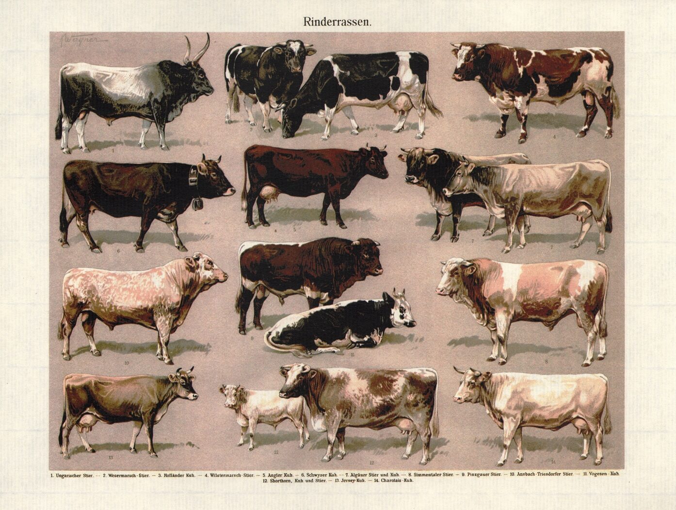 Bydło rasy Ayrshire: charakterystyka, zastosowania, pochodzenie i produkcja mleka