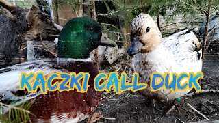 Call Duck: charakterystyka, pochodzenie, zastosowania i pełne informacje o rasie