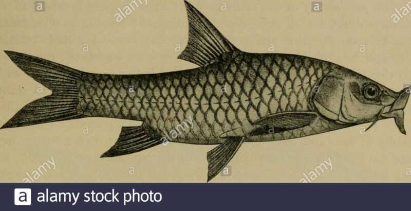Catla Fish: charakterystyka, karmienie, hodowla i pełne informacje