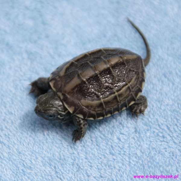 Chiński żółw softshell: charakterystyka i informacje
