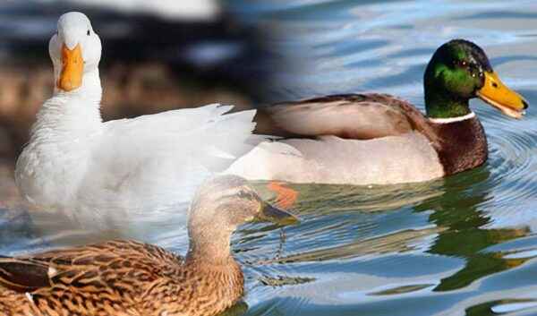Choroby kaczek: różne choroby wpływają na produkcję kaczek