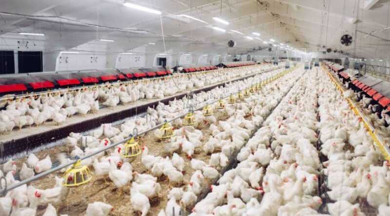 Chów brojlerów dla drobiu: jak zbudować schronienie dla kurczaków mięsnych