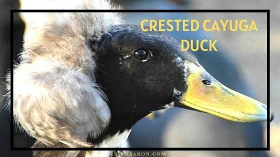 Crested Duck: charakterystyka, pochodzenie, zastosowania i pełne informacje o rasie