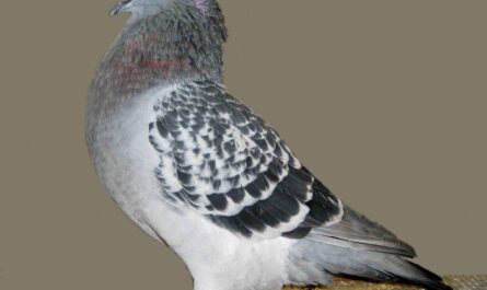 Crested Soultz Pigeon: charakterystyka, zastosowania i informacje o rasie