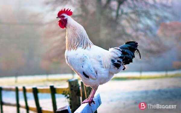 Czarny kurczak z białą twarzą: charakterystyka i pełne informacje o rasie