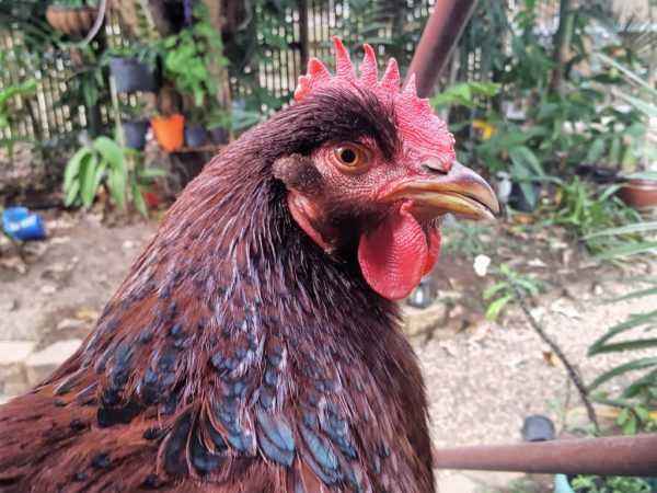 Czerwony kurczak z Rhode Island: charakterystyka i pełne informacje o rasie