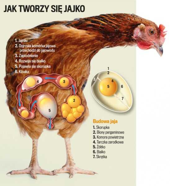 Czy kurczaki zniosą jajka bez budki lęgowej: pełny przewodnik dla początkujących?