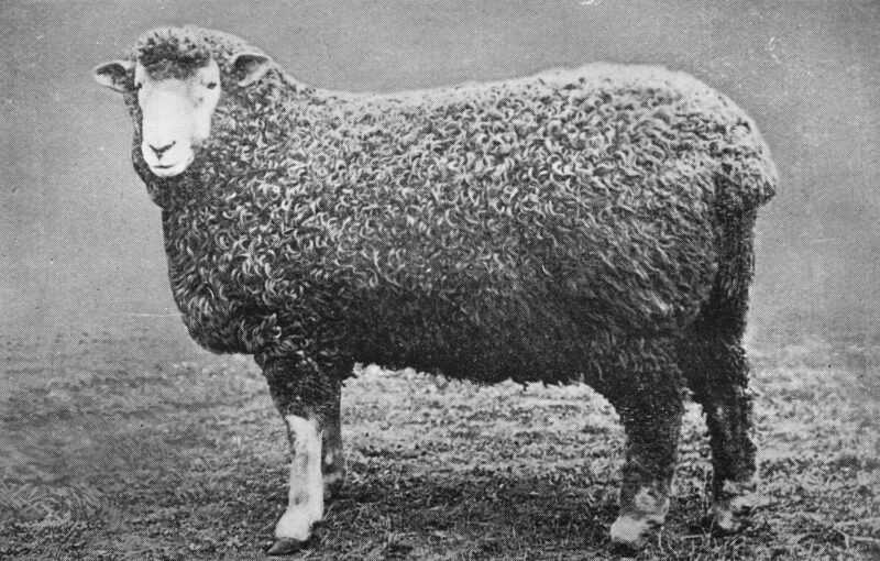 Devon Longwoolled Sheep: charakterystyka, zastosowania i informacje o rasie