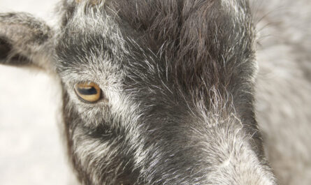 Drapieżniki kozy: jakie rodzaje drapieżników atakują kozy