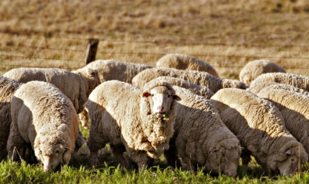 Drysdale Sheep: charakterystyka, zastosowania i informacje o rasie