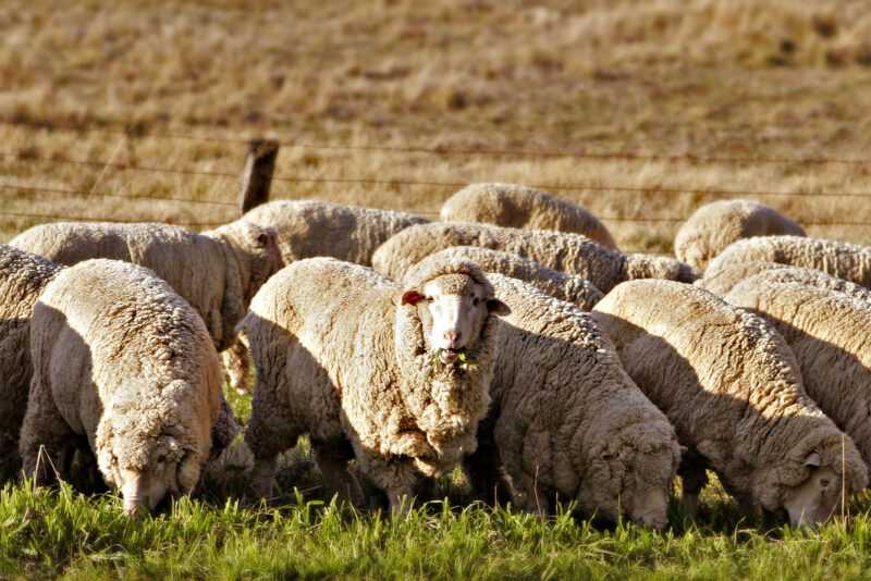 Drysdale Sheep: charakterystyka, zastosowania i informacje o rasie
