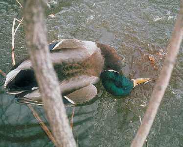 Duck Plague: jak kontrolować choroby i ratować kaczki