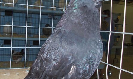English Long Faced Tumbler Pigeon: charakterystyka i informacje o rasie