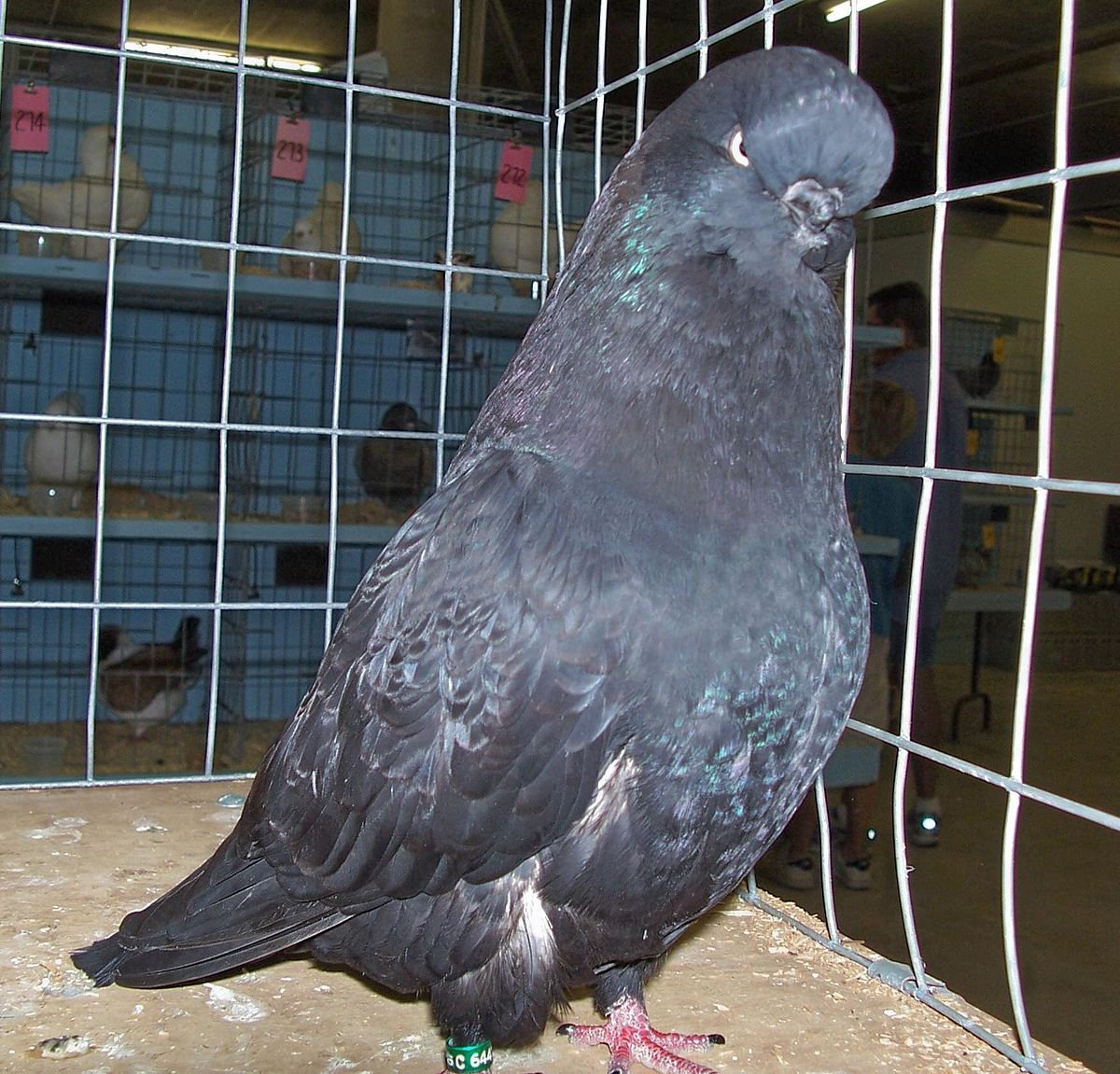 English Long Faced Tumbler Pigeon: charakterystyka i informacje o rasie